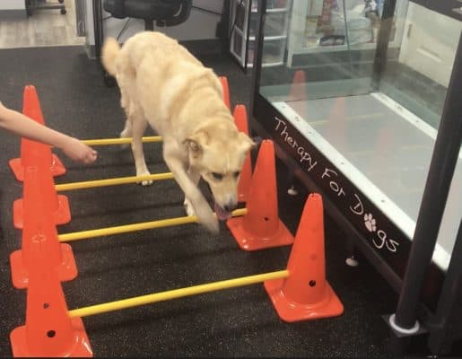 dog with mobility issues getting physical therapy for injury