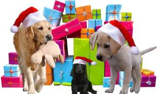 image shows dogs with gifts and shows owners how to get free dog stuff