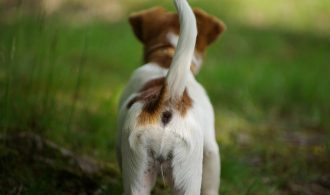 dog leaking brown fluid image