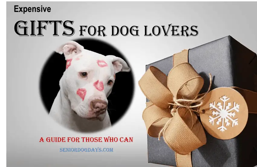 Expensive Gifts for Dog Lovers 