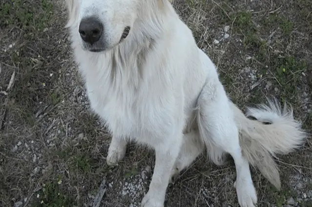 dog has trouble getting up but walks fine