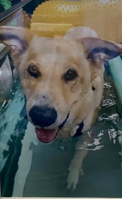 Dog on water treadmill for Arthritis Pain Relief