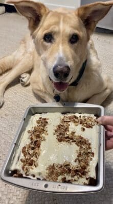15 year old dog uses cbd
