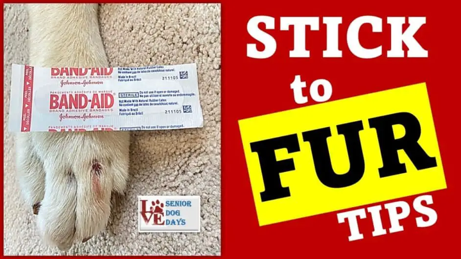 How to Make Bandages Stick to Dog Fur & Not Fall Off (Adhesive Type