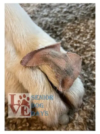image of fingertip style bandage sticking to my dog's toe to protect wound.