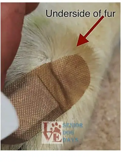 applying a band-aid bandage to dog fur so that it will stick and not fall off