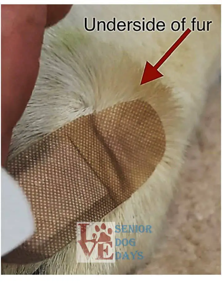 How to Make Bandages Stick to Dog Fur & Not Fall Off (Adhesive Type) Senior Dog Days