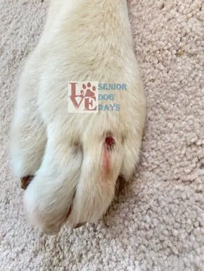 image of my dog's sore spot that we cover with adhesive bandages.