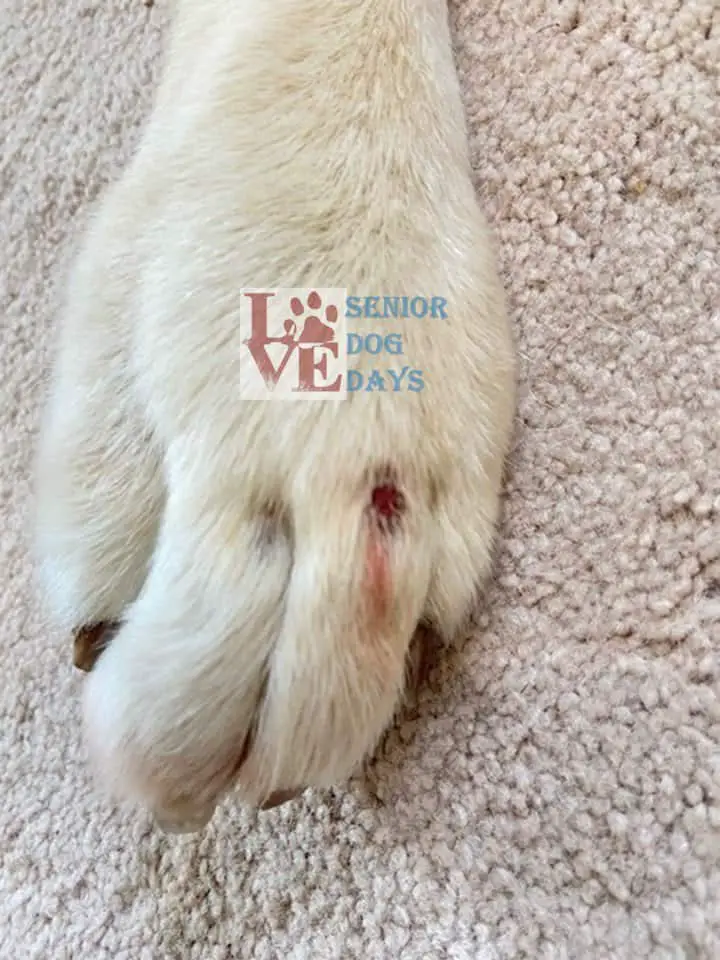 How to Make Bandages Stick to Dog Fur & Not Fall Off (Adhesive Type